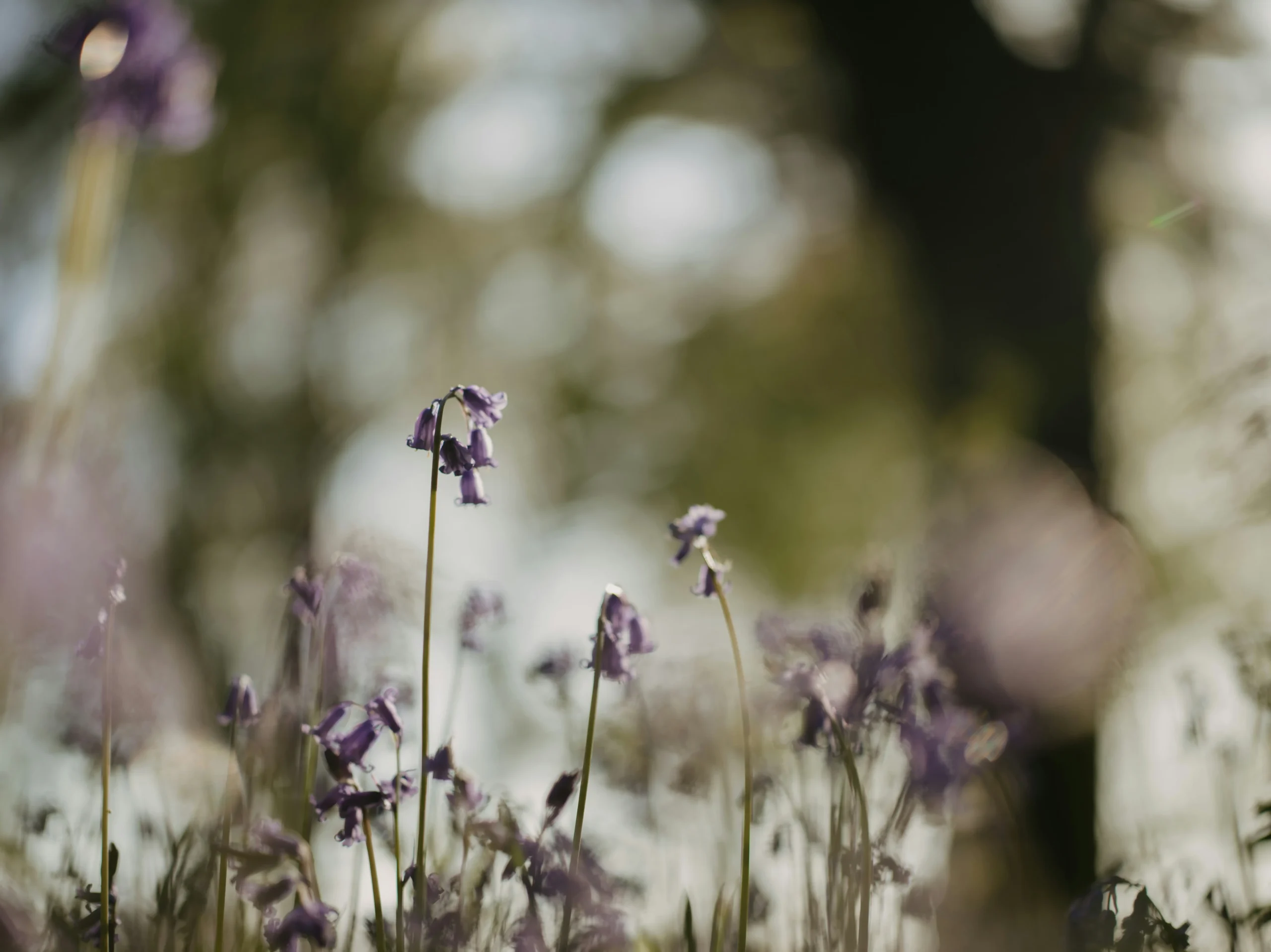 Blog Purplewildflowersbgimageoptionssection Scaled